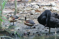 Dendrocygna javanica