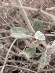 Eriogonum nummulare
