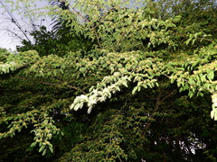 Chloroleucon acacioides