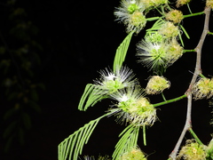 Chloroleucon acacioides