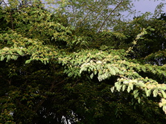 Chloroleucon acacioides