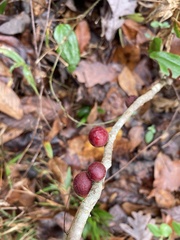 Disholcaspis globosa