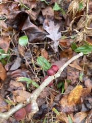 Disholcaspis globosa