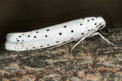Yponomeuta cagnagella