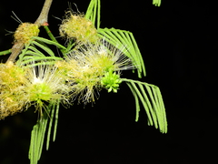 Chloroleucon acacioides