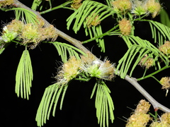 Chloroleucon acacioides