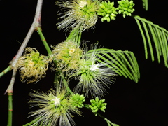 Chloroleucon acacioides