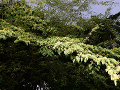 Chloroleucon acacioides