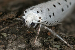 Yponomeuta cagnagella