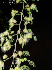 Chloroleucon acacioides