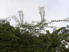 Chloroleucon acacioides