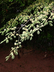 Chloroleucon acacioides