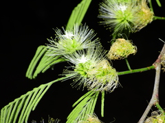 Chloroleucon acacioides