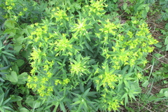 Euphorbia semivillosa