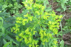 Euphorbia semivillosa