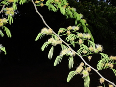 Chloroleucon acacioides