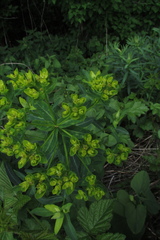 Euphorbia semivillosa
