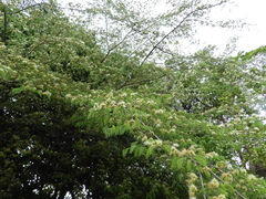 Chloroleucon acacioides