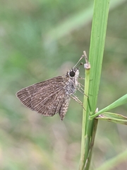 Aeromachus pygmaeus