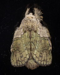 Farigia foliata
