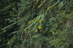 Combretum fruticosum