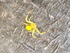 Misumenops