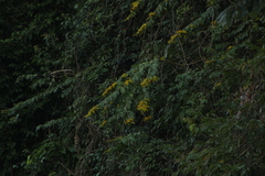 Combretum fruticosum