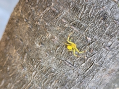 Misumenops