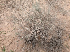 Eriogonum nummulare