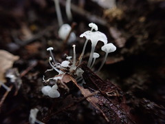 Delicatula integrella