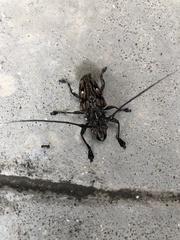 Steirastoma histrionicum