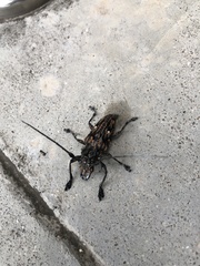 Steirastoma histrionicum