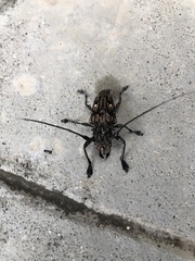 Steirastoma histrionicum