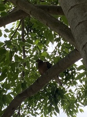 Zenaida auriculata