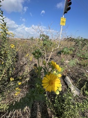 Heterotheca subaxillaris