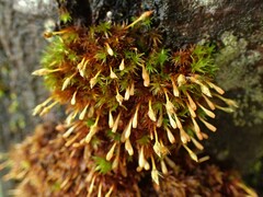 Ulota