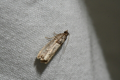 Notocelia culminana