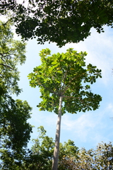 Anthocleista grandiflora