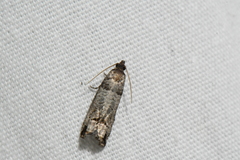 Notocelia culminana