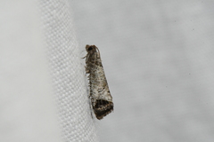 Notocelia culminana