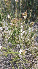 Wahlenbergia tenella
