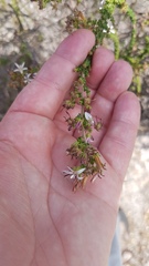Wahlenbergia tenella