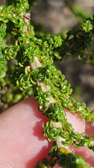 Wahlenbergia tenella