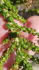 Wahlenbergia tenella