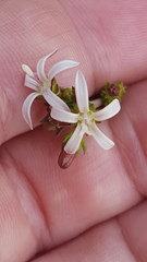 Wahlenbergia tenella