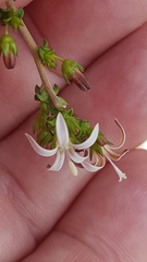 Wahlenbergia tenella