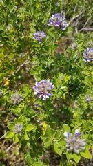 Psoralea bracteolata
