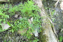 Ranunculus polyphyllus