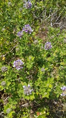 Psoralea bracteolata