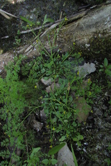 Ranunculus polyphyllus